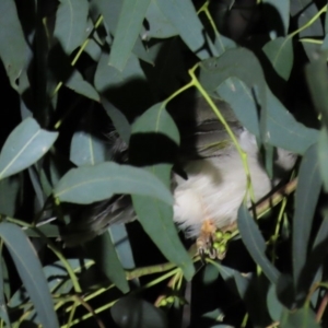 Manorina melanocephala at Yarralumla, ACT - 16 Nov 2019