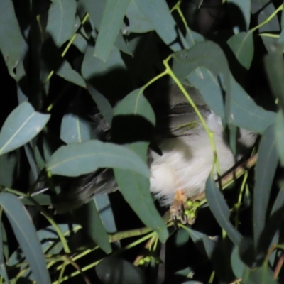 Manorina melanocephala (Noisy Miner) at Yarralumla, ACT - 16 Nov 2019 by AndyRoo