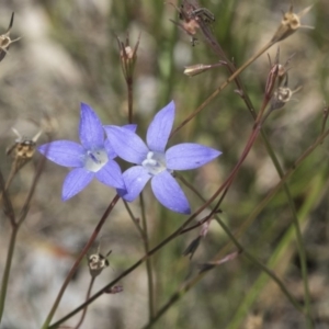 Wahlenbergia capillaris at Scullin, ACT - 17 Nov 2019