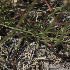 Wahlenbergia capillaris at Scullin, ACT - 17 Nov 2019 12:34 PM