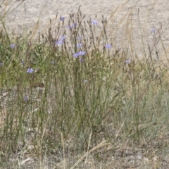 Wahlenbergia capillaris at Scullin, ACT - 17 Nov 2019 12:34 PM