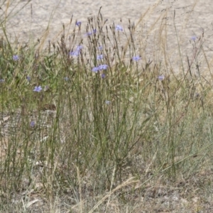 Wahlenbergia capillaris at Scullin, ACT - 17 Nov 2019 12:34 PM