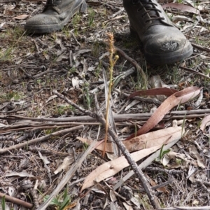 Bulbine bulbosa at Garran, ACT - 16 Nov 2019 04:08 PM