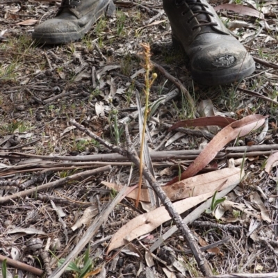 Bulbine bulbosa (Golden Lily, Bulbine Lily) at Garran, ACT - 16 Nov 2019 by JackyF