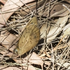Heteronympha merope (Common Brown Butterfly) at Scullin, ACT - 17 Nov 2019 by AlisonMilton