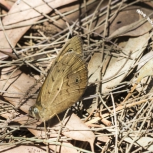 Heteronympha merope at Scullin, ACT - 17 Nov 2019 12:37 PM