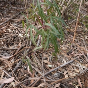 Brachychiton populneus subsp. populneus at Garran, ACT - 16 Nov 2019 04:11 PM