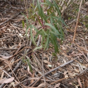 Brachychiton populneus subsp. populneus at Garran, ACT - 16 Nov 2019