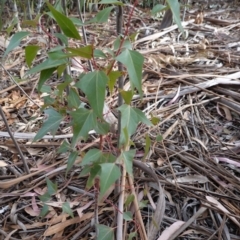 Brachychiton populneus subsp. populneus at Garran, ACT - 16 Nov 2019