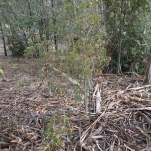 Brachychiton populneus subsp. populneus at Garran, ACT - 16 Nov 2019