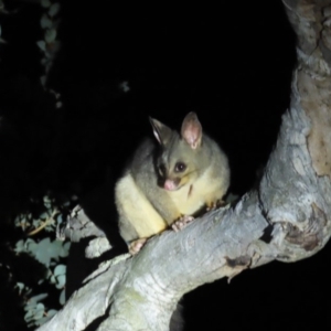 Trichosurus vulpecula at Yarralumla, ACT - 16 Nov 2019