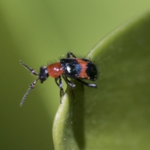 Dicranolaius bellulus at Hawker, ACT - 17 Nov 2019 12:42 PM