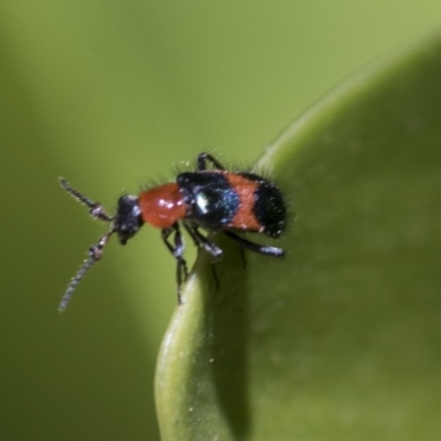 Dicranolaius bellulus (Red and Blue Pollen Beetle) at Hawker, ACT - 17 Nov 2019 by AlisonMilton