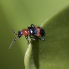 Dicranolaius bellulus (Red and Blue Pollen Beetle) at Hawker, ACT - 17 Nov 2019 by AlisonMilton