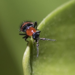 Dicranolaius bellulus at Hawker, ACT - 17 Nov 2019