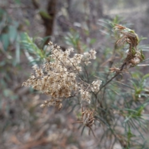 Cassinia quinquefaria at Garran, ACT - 16 Nov 2019 04:19 PM