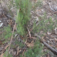 Cassinia quinquefaria at Garran, ACT - 16 Nov 2019