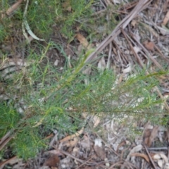 Cassinia quinquefaria at Garran, ACT - 16 Nov 2019 04:19 PM