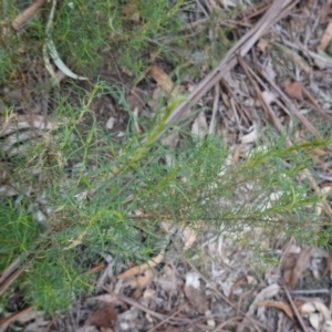 Cassinia quinquefaria at Garran, ACT - 16 Nov 2019