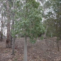 Brachychiton populneus subsp. populneus (Kurrajong) at Federal Golf Course - 16 Nov 2019 by JackyF