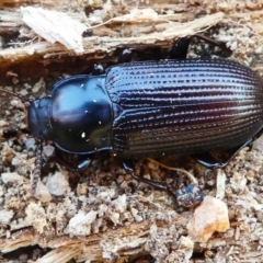 Meneristes australis (Darking beetle) at Tennent, ACT - 17 Nov 2019 by HarveyPerkins