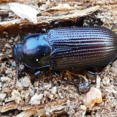 Meneristes australis (Darking beetle) at Namadgi National Park - 17 Nov 2019 by HarveyPerkins