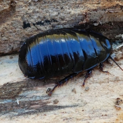 Platyzosteria melanaria (Common Eastern Litter Runner) at Namadgi National Park - 17 Nov 2019 by HarveyPerkins