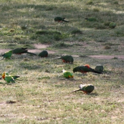 Polytelis swainsonii (Superb Parrot) at Hughes, ACT - 17 Nov 2019 by LisaH