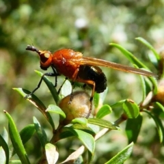 Rhagadolyra magnicornis (Lauxaniid fly) at Tennent, ACT - 17 Nov 2019 by HarveyPerkins