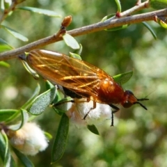 Rhagadolyra magnicornis at Tennent, ACT - 17 Nov 2019