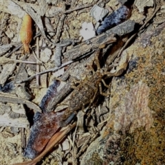 Lychas marmoreus (Little Marbled Scorpion) at Yarralumla, ACT - 16 Nov 2019 by AndyRoo