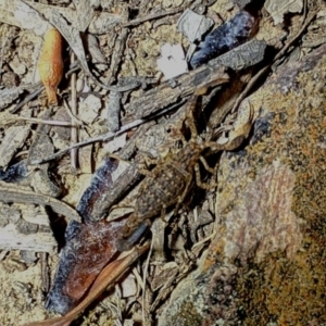 Lychas marmoreus at Yarralumla, ACT - 16 Nov 2019