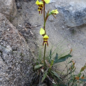 Diuris sulphurea at Cotter River, ACT - 16 Nov 2019