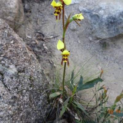 Diuris sulphurea (Tiger Orchid) at Namadgi National Park - 15 Nov 2019 by GirtsO