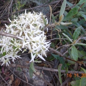 Clematis aristata at Cotter River, ACT - 16 Nov 2019