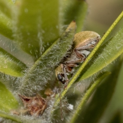 Eboo sp. (genus) (Eboo leaf beetle) at Yarramundi Grassland
 - 17 Nov 2019 by AlisonMilton