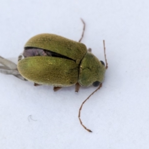 Eboo sp. (genus) at Hackett, ACT - 17 Nov 2019