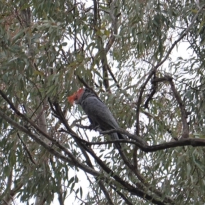 Callocephalon fimbriatum at Garran, ACT - 16 Nov 2019