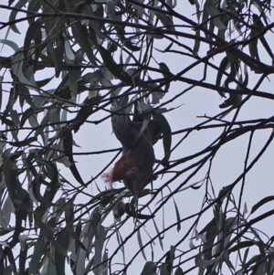 Callocephalon fimbriatum at Garran, ACT - 16 Nov 2019