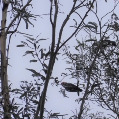 Callocephalon fimbriatum at Garran, ACT - 16 Nov 2019