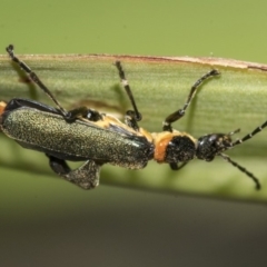 Chauliognathus lugubris (Plague Soldier Beetle) at Higgins, ACT - 15 Nov 2019 by AlisonMilton
