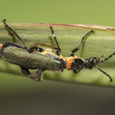 Chauliognathus lugubris (Plague Soldier Beetle) at Higgins, ACT - 15 Nov 2019 by AlisonMilton
