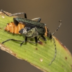 Chauliognathus lugubris at Higgins, ACT - 16 Nov 2019