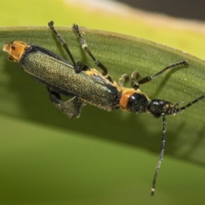 Chauliognathus lugubris at Higgins, ACT - 16 Nov 2019 08:54 AM