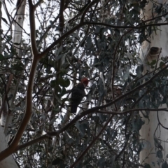 Callocephalon fimbriatum (Gang-gang Cockatoo) at GG71 - 16 Nov 2019 by JackyF