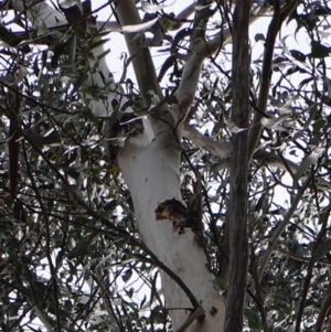 Callocephalon fimbriatum at Garran, ACT - 16 Nov 2019