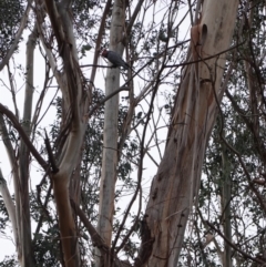 Callocephalon fimbriatum at Garran, ACT - 16 Nov 2019