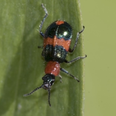 Dicranolaius bellulus (Red and Blue Pollen Beetle) at Higgins, ACT - 16 Nov 2019 by AlisonMilton