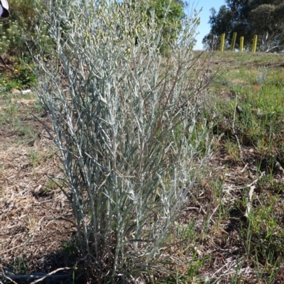 Senecio quadridentatus (Cotton Fireweed) at Hughes, ACT - 13 Nov 2019 by JackyF