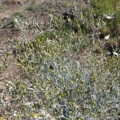 Senecio quadridentatus at Hughes, ACT - 13 Nov 2019 08:17 AM